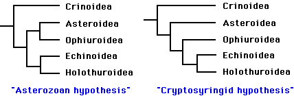 Hypotheses of relationships among Echinodermata