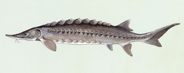 Atlantic Sturgeon