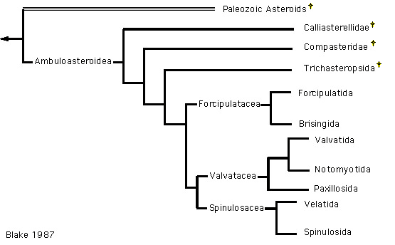 Blake's 1987 hypothesis for the relationships of Asteroidea