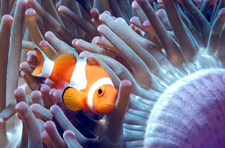 clown fish swimming among anemone