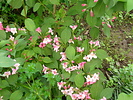 Weigela amabilis