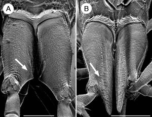 Dorsal view of hind coxae with ovipositor guides (arrows) of (left) Aulacus coracinus and (right) Aulacus emineo, both female and from New Caledonia