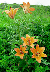 Lilium pensylvanicum 