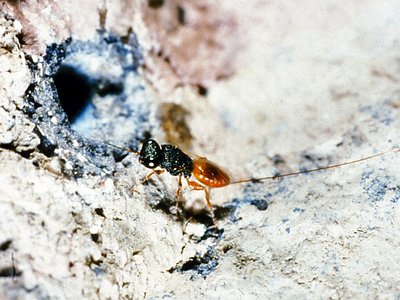 Megalyra troglodytes