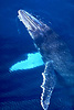 Humpback whale