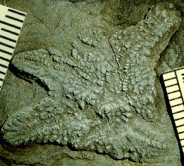 Noriaster barberoi fossil