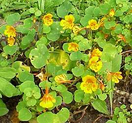 Indian cress, Tropaeolum minus