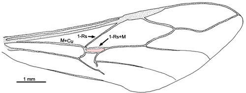 Gasteruption sp. forewing 