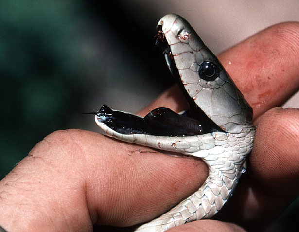 Black mamba (Dendroaspis polylepis), Tanzania