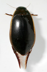 Cybister fimbriolatus