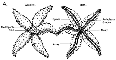 Views of both the oral and aboral surface of the starfish