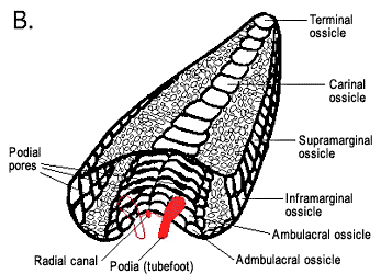 Transverse section and perspective view of a generalized arm