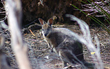 Tammar Wallaby taking refuge in roadside vegetation