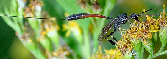 Gasteruption jaculator feeding at flowers