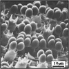 SEM of the surface of a mushroom gill