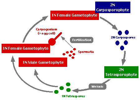 Diagram of triphasic life history