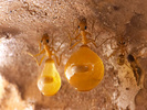 Myrmecocystus mexicanus replete workers