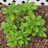 Japanese Spurge (Pachysandra terminalis)