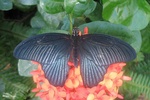 Papilio memnon butterfly