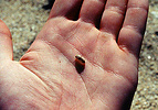 pill bug resting on human hand