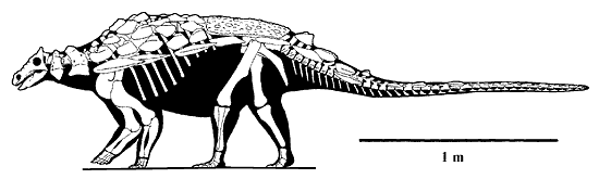 Skeleton of Gargoyleosaurus