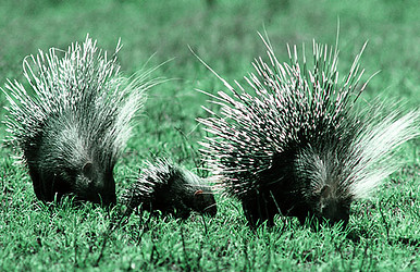 Crested Porcupine ( Hystrix cristata ) family, Serengeti