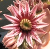 Common Houseleek (Sempervivum tectorum)