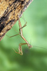 Tenodera aridifolia, Chinese mantis